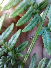Ditropis pteridis