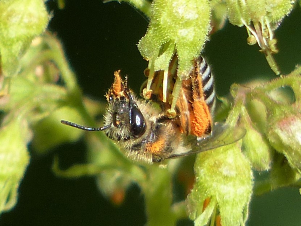 Alumroot Cellophane Bee