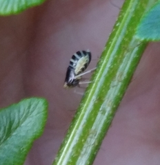 Ditropis pteridis