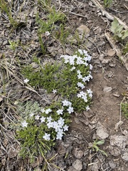 Phlox multiflora