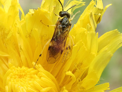 Tenthredo talyshensis