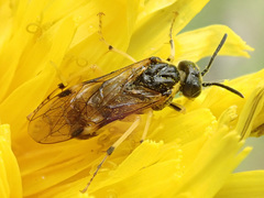 Tenthredo talyshensis