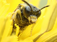 Tenthredo talyshensis