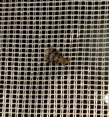 Trypetoptera punctulata