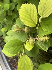 Fothergilla gardenii