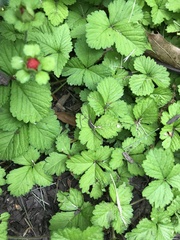 Potentilla indica