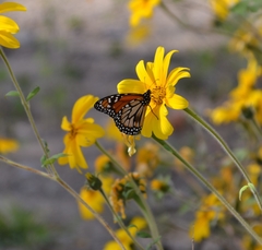 Danaus erippus