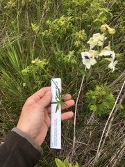 Delphinium pavonaceum