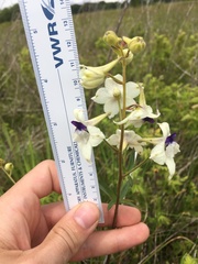 Delphinium pavonaceum