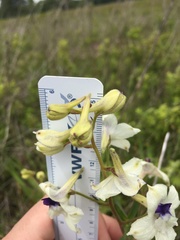 Delphinium pavonaceum