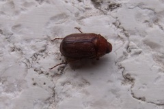 Amphimallon assimile