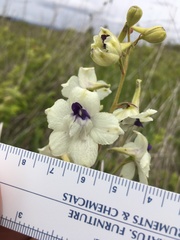 Delphinium pavonaceum