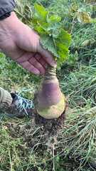 Brassica napus rapifera