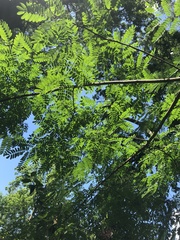 Albizia kalkora