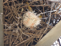 Icterus bullockii