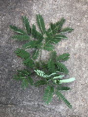 Albizia kalkora