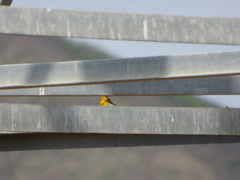 Icterus bullockii