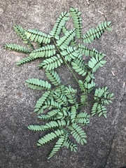 Albizia kalkora