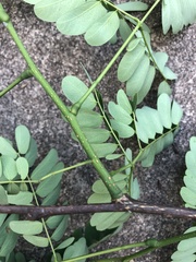 Albizia kalkora