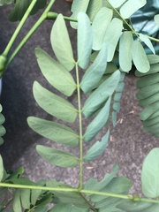Albizia kalkora