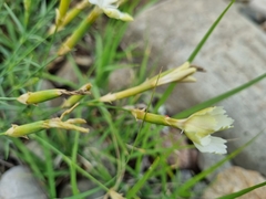 Dianthus schemachensis