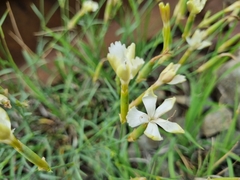 Dianthus schemachensis