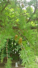 Larix