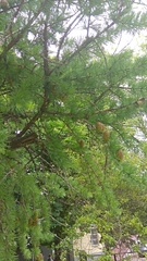 Larix