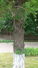 Larix