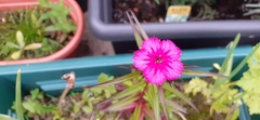 Dianthus barbatus