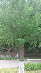 Larix
