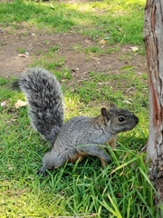 Sciurus aureogaster