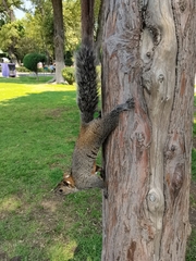 Sciurus aureogaster