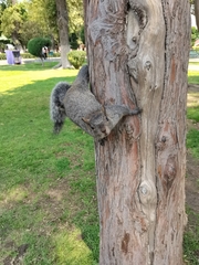 Sciurus aureogaster