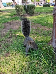 Sciurus aureogaster