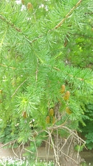 Larix