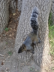 Sciurus aureogaster