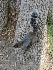 Sciurus aureogaster