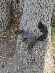 Sciurus aureogaster