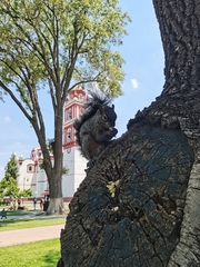 Sciurus aureogaster