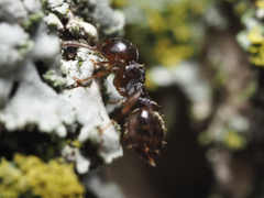 Crematogaster lineolata