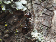 Crematogaster lineolata