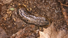 Phyllocaulis soleiformis