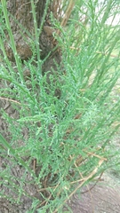 Pinales