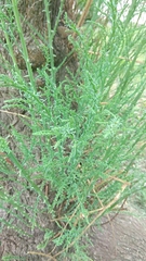 Pinales