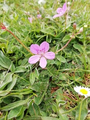 Erodium carvifolium