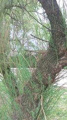 Pinales