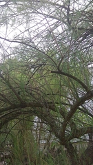 Pinales