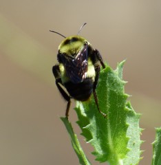 Bombus crotchii