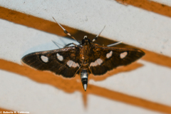 Desmia subdivisalis